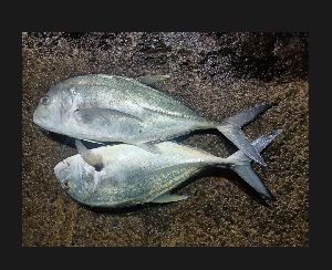 Trevally Fish