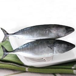Frozen Tuna Fish