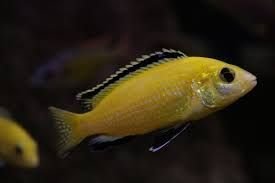 Yellow Cichlid Fish
