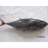 Yellowfin Tuna Fish