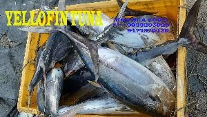 Yellowfin Tuna Fish