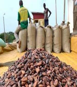 African Cocoa Beans