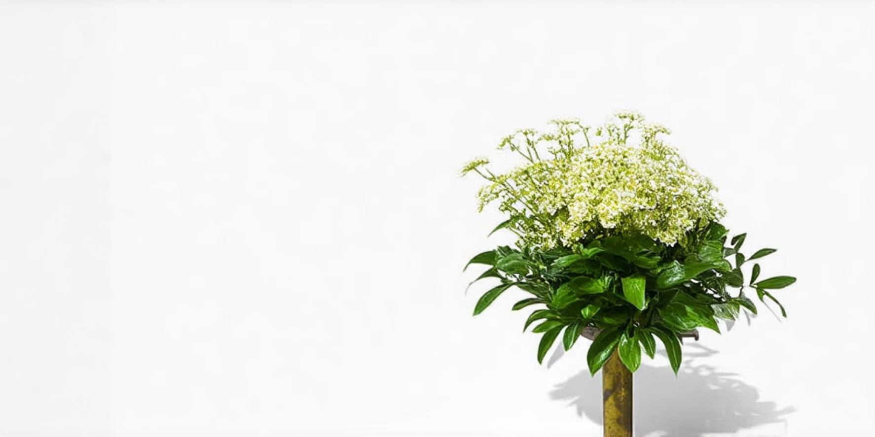 Fresh Flowers, Plants & Trees
