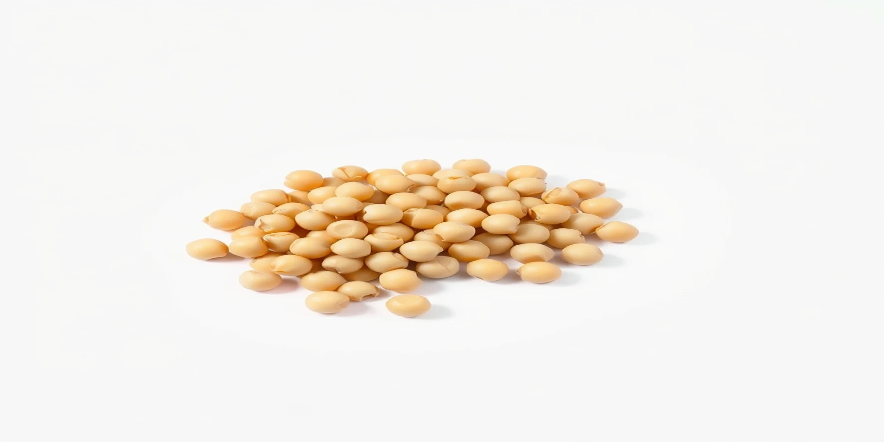 Chickpeas Seeds
