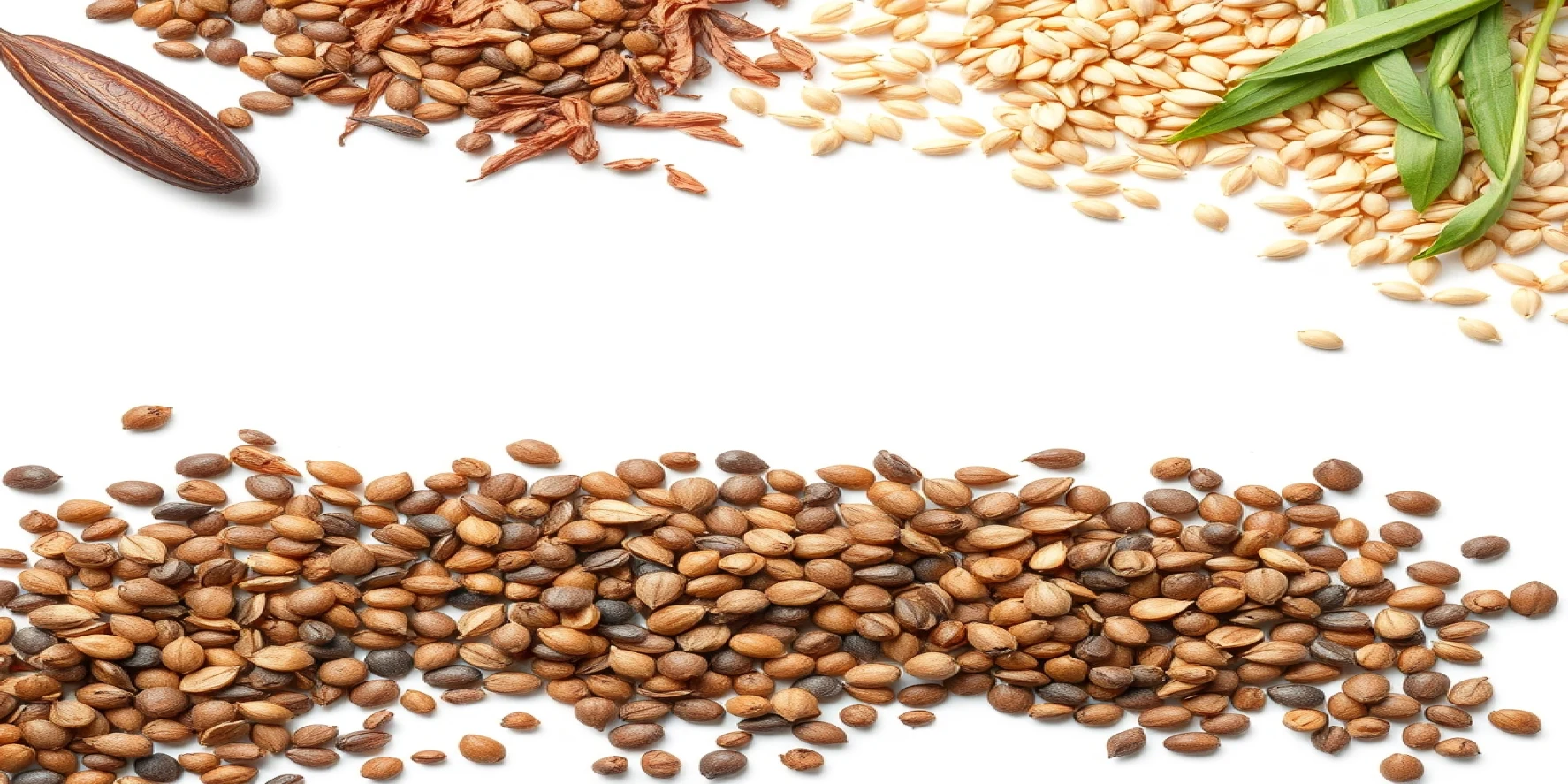 Seeds