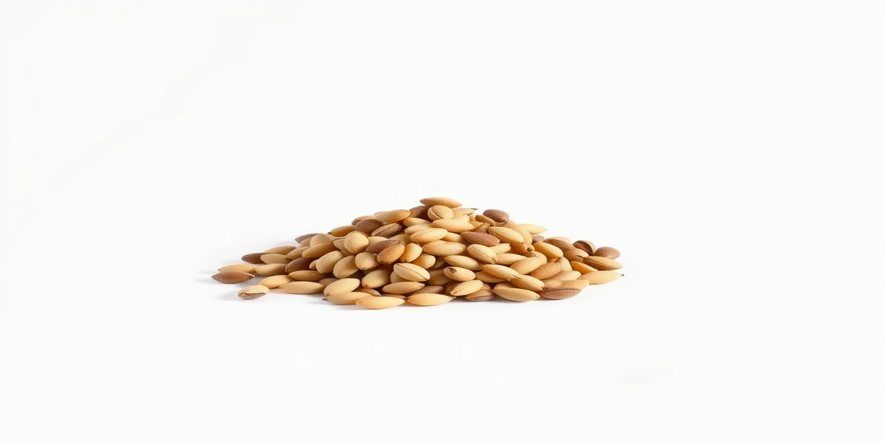 Oil Seeds