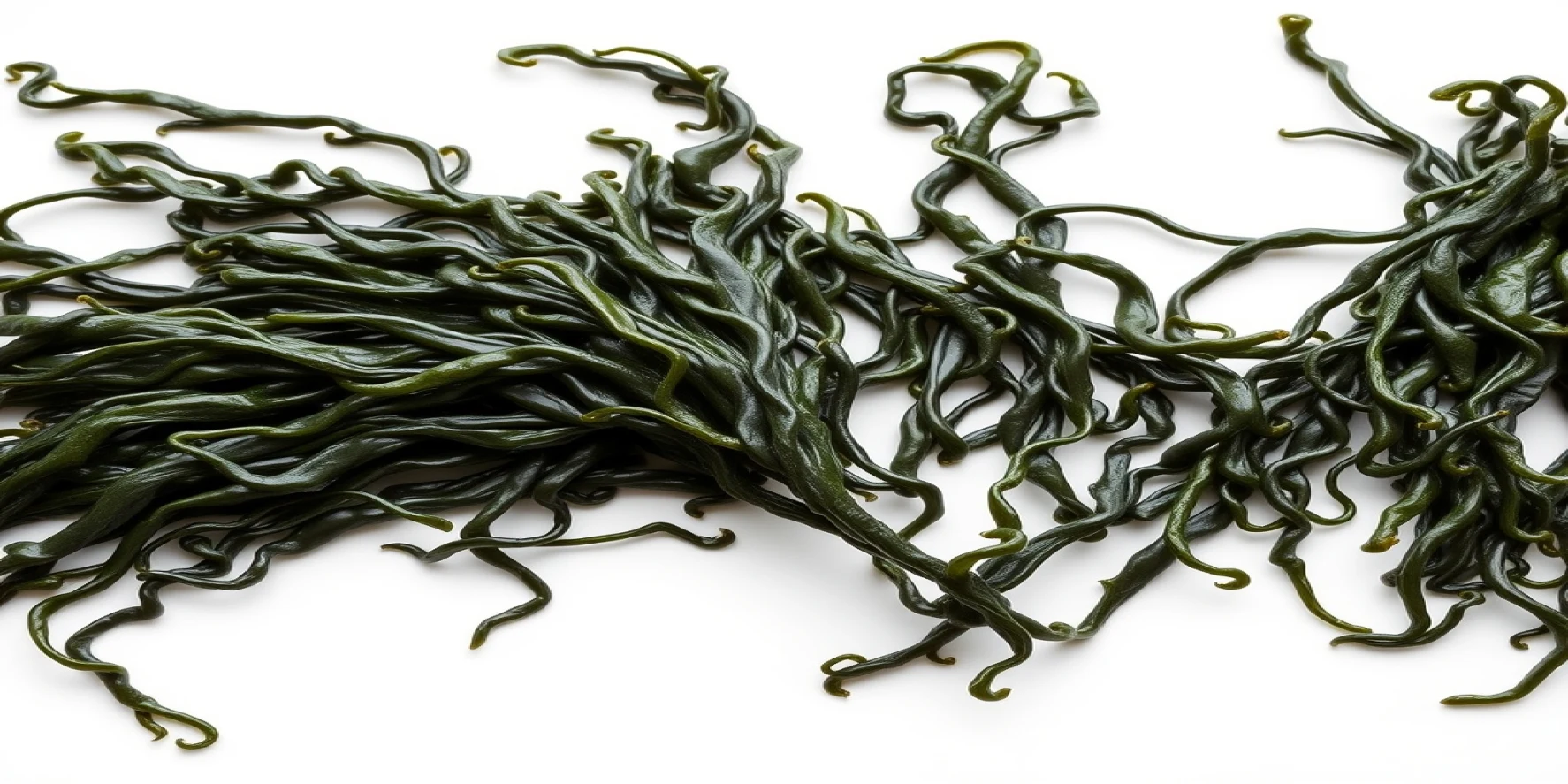 Seaweed