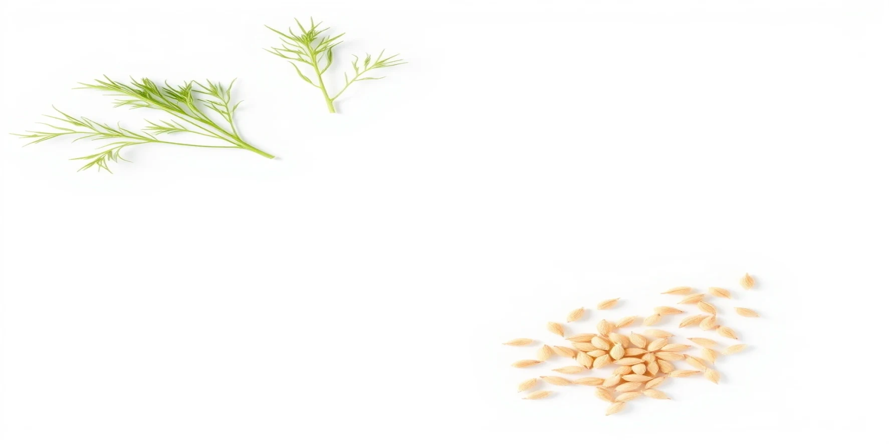 Fennel Seeds