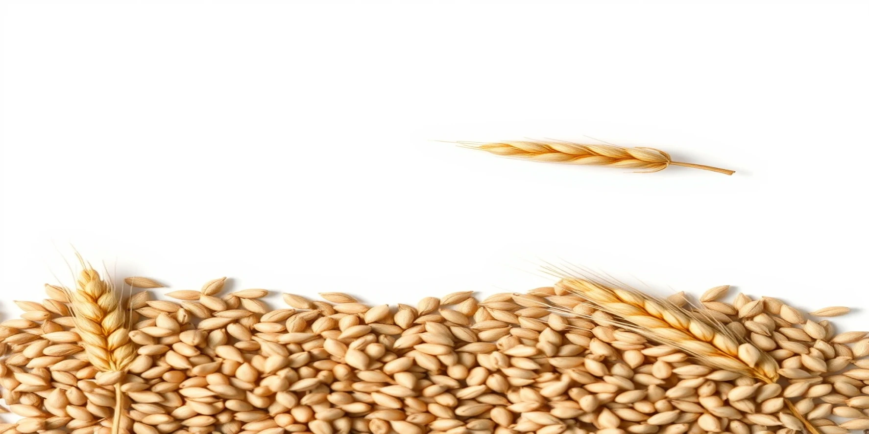 Wheat Seeds