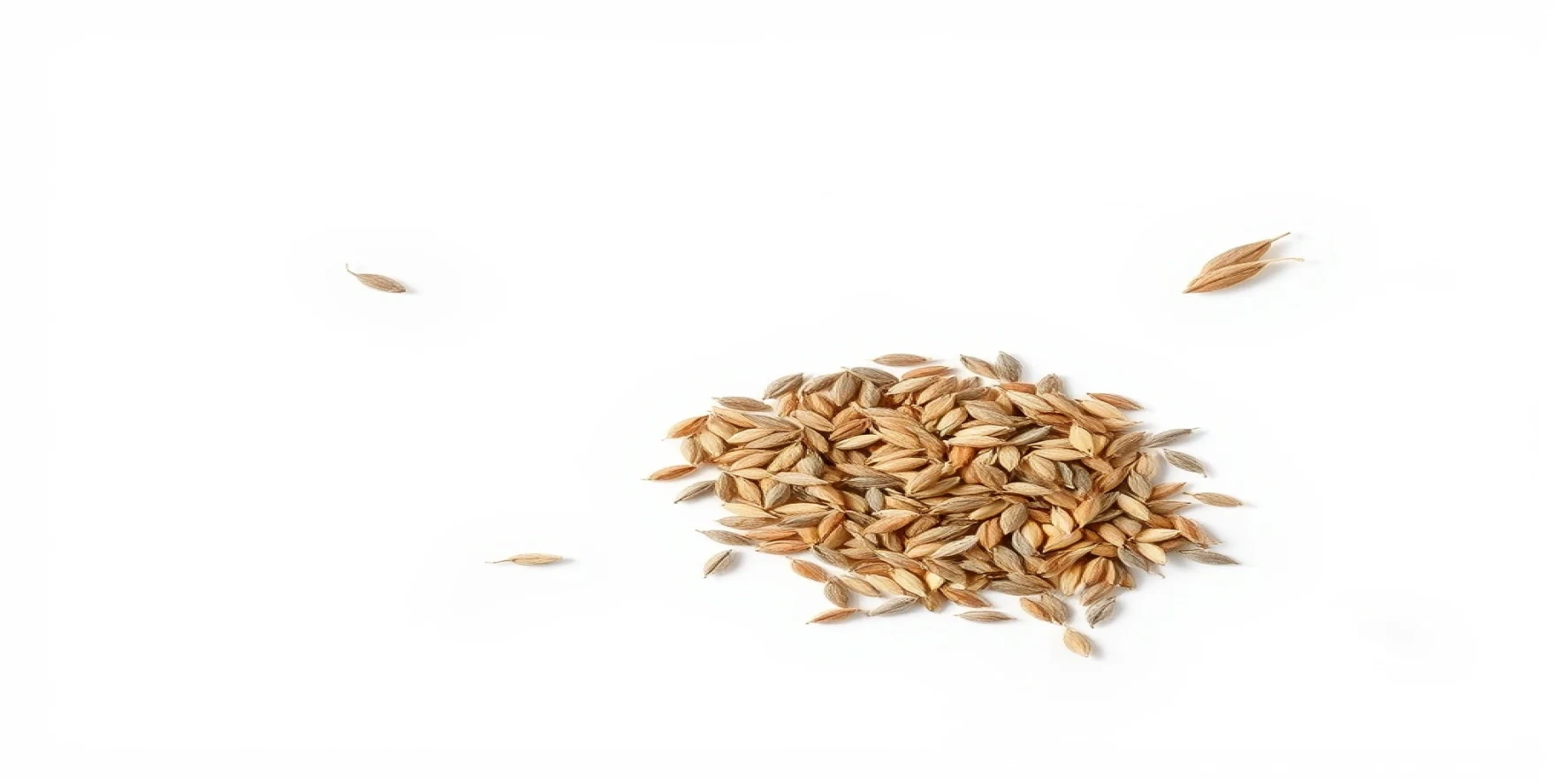 Grass Seeds
