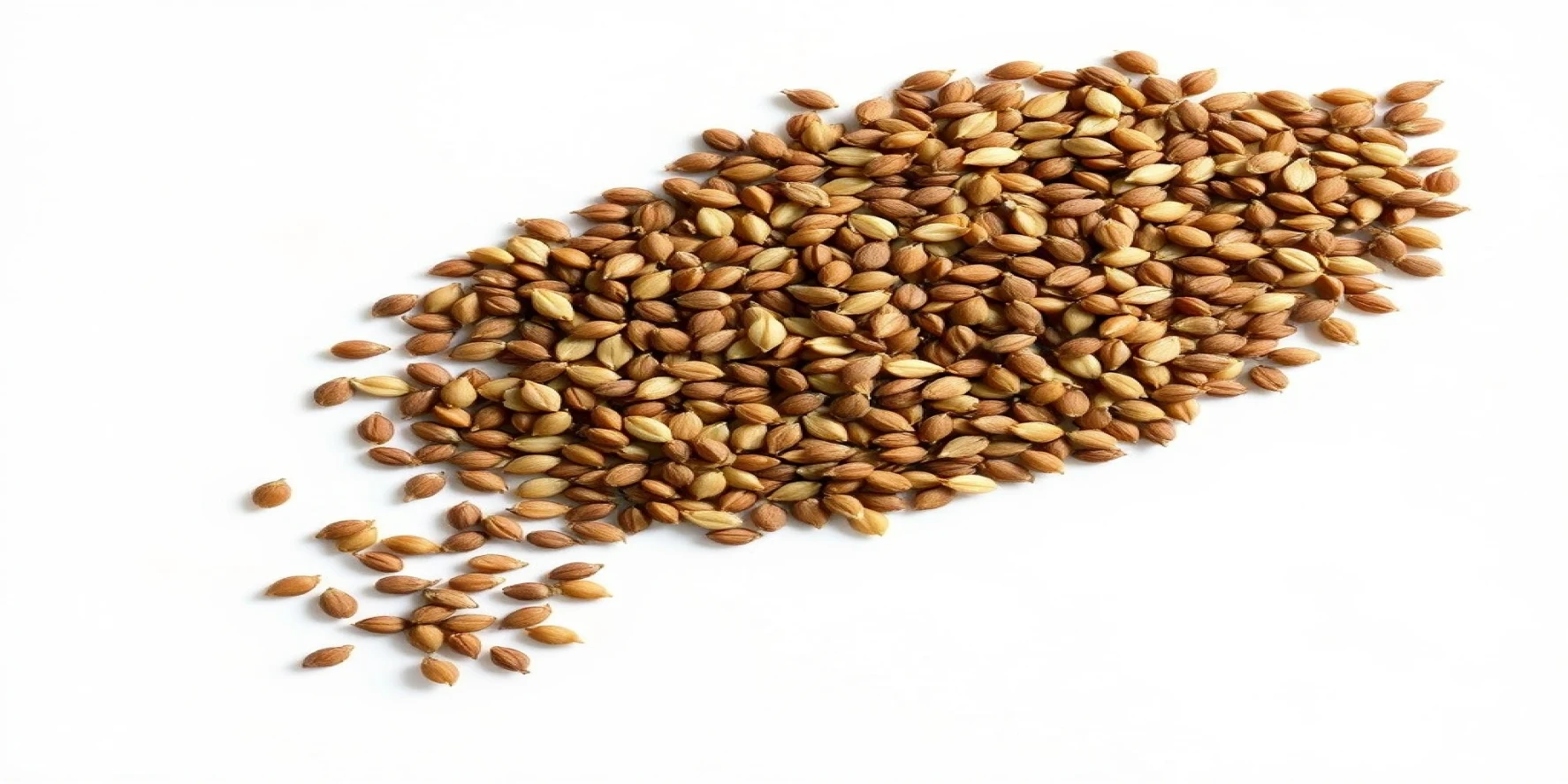 Gram Seeds