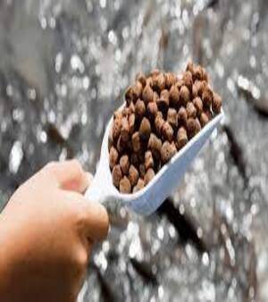 Aquaculture Feed