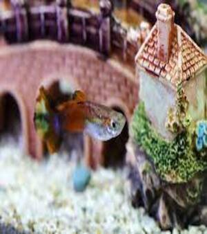 Aquarium Accessories