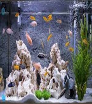 Aquarium Decoration