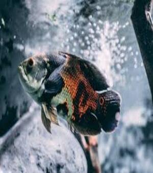Aquarium Fish
