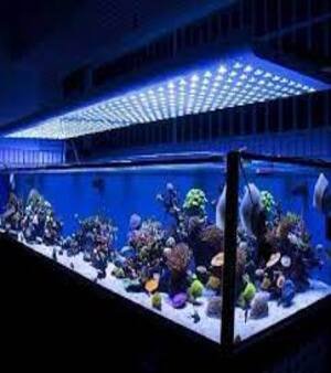 Aquarium Lights