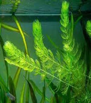 Aquarium Plants