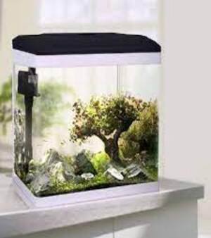 Aquarium Tank