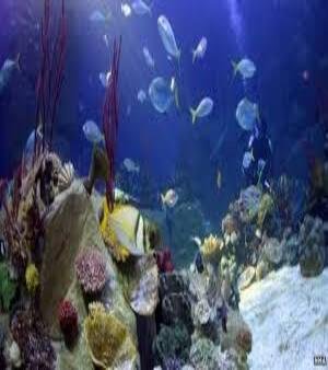 Aquarium