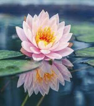 Aquatic Plants
