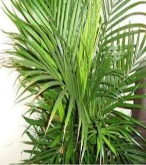 Areca Leaves