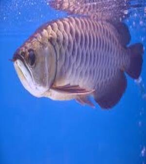 Arowana Fish