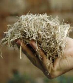 Bagasse