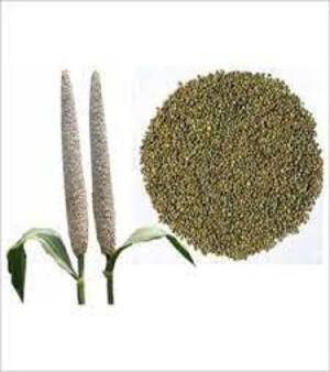 Bajra Seeds