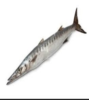 Barracuda Fish