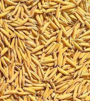 Basmati Rice Seeds