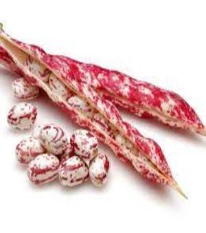 Bean Seeds