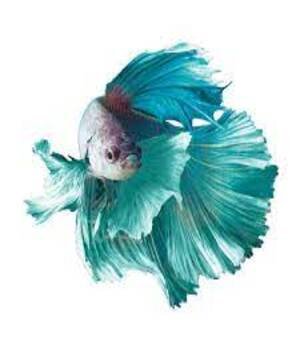 Betta Fish