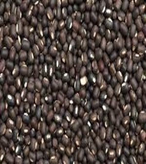 Black Matpe Beans