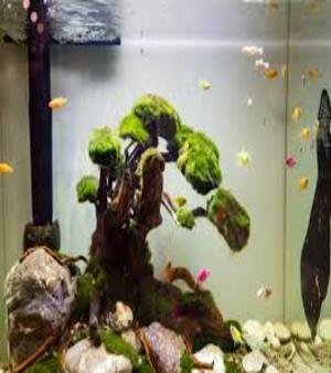 Bonsai Aquarium
