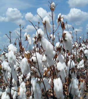 Plant Fibers