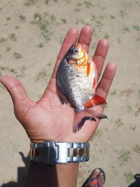 Rupchanda Fish