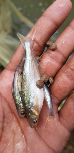 Pangasius Fish