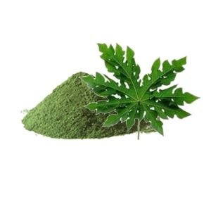 Papaya Leaves Powder, Condition: Fresh, Form: Powder
