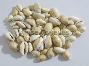 10mm Natural Cowri Seashell