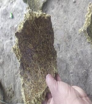 cattle feed