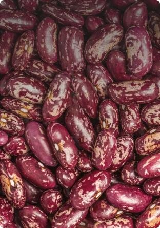 BUY RED VARIEGATED BEANS FROM UZBEKISTAN: WHOLESALE SUPPLIES FROM SULTAN-AGRO