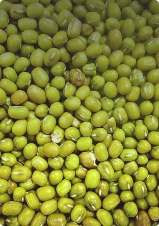 GREEN MUNG BEAN FROM UZBEKISTAN: WHOLESALE SUPPLIES, EXPORT AND GROWING PROCESS