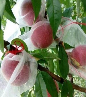 Non Woven Fruit Cover