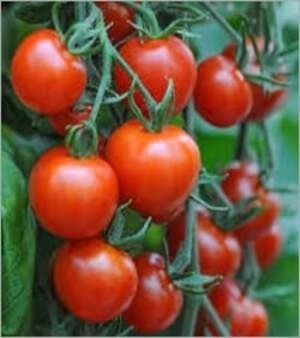 Fresh Red Tomatos, Vegetable type: Preserved vegetables