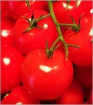 Fresh Tomatoes, Vegetable Type: Preserved vegetables,Grade: A