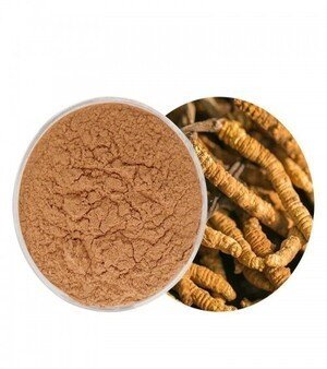 Cordyceps Sinensis Extract from China