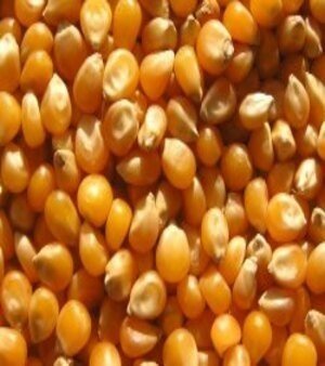 Yellow Corn Maize