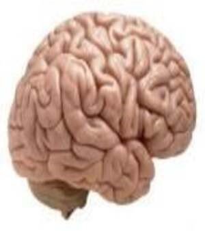 Brain Model