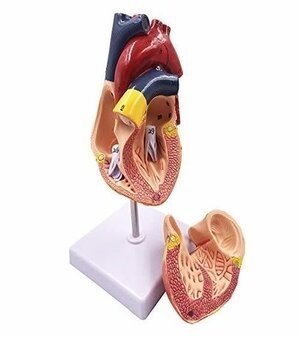 NURSING EQUIPMENT FOR ANM