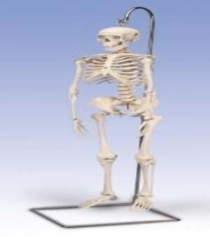 Skeleton